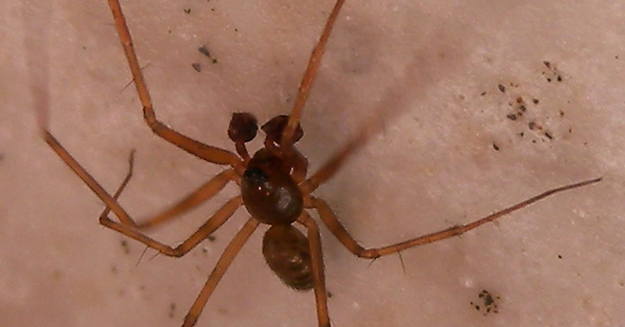 Linyphiidae